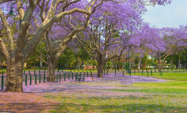 jacaranda new farm park brisbane