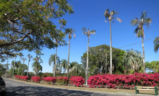 thomas park indooroopilly brisbane qld